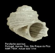 Parviturbo azoricus
